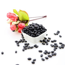 Hand picked selected Big black bean with yellow kernel